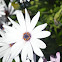 Trailing African Daisy