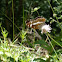 White Admiral Butterfly