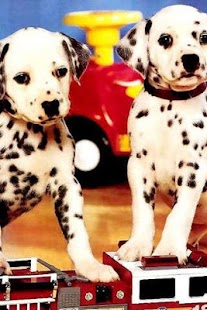 How to mod Dog Twins Puzzle patch 1.1 apk for android