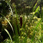 Cattails