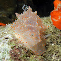 Batangas Nudibranch