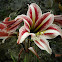 lily / amarillis