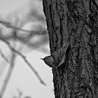 White-breasted Nuthatch