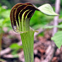 Jack-In-The-Pulpit
