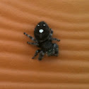 Bold Jumping Spider