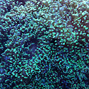 Frogspawn coral