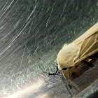 Moth