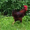 Rooster