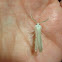 Agreeable tiger moth