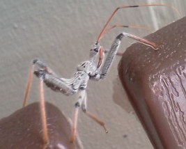 Assassin Bug Nymph