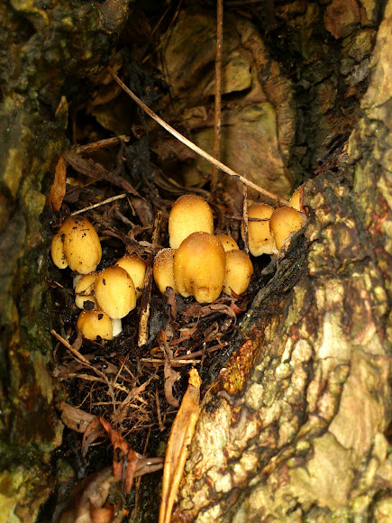 Spotting Image 1