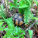 Eastern Box Turtle