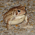 American toad