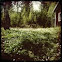 Wood anemone