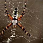 Black and yellow spider