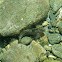 Mystery blenny (ψάρι σαλιάρα)