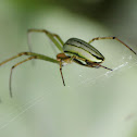 Orb weaver