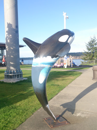 Orcas in the City