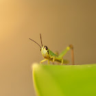 Grasshopper