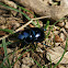 Scarab Beetle