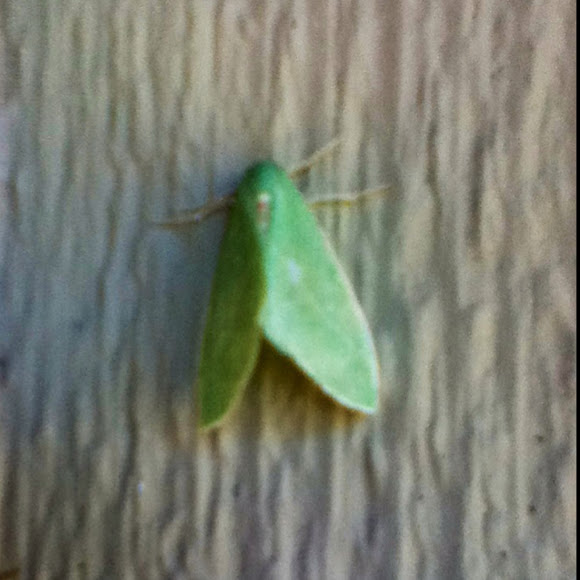 Spotting Image 1