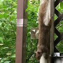 Brown squirrel