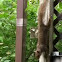 Brown squirrel