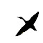 Mallard