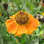 Sneezeweed