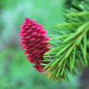 White Spruce