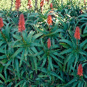 Krantz Aloe