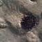 Sea urchin