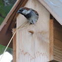 House Sparrow