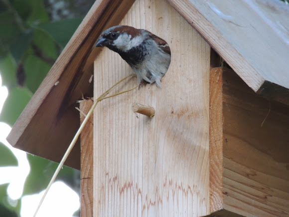 Spotting Image 1