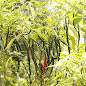 chili tree