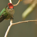 Green-backed Firecrown
