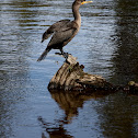 Double-crested Cormorant