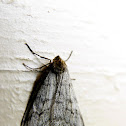 Walnut Spanworm