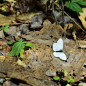 West Virginia White