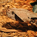 Gaboon Viper