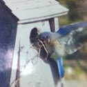 Eastern bluebird