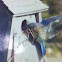 Eastern bluebird