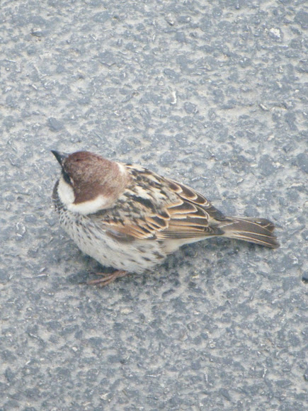 Spotting Image 1