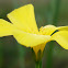 flor amarilla
