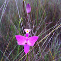 Grass pink