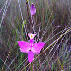 Grass pink