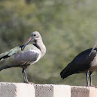 Hadeda Ibis