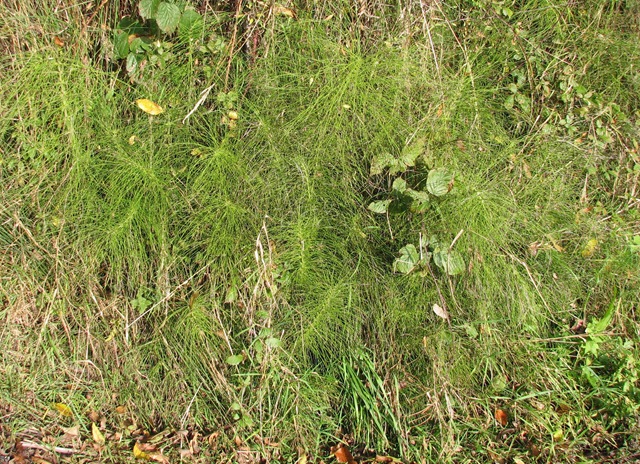 [20081011 BHW Equisetum telmateia 001[3].jpg]
