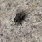 Fly