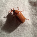 Chafer